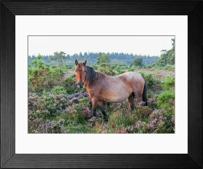 Framed Print : England, Hampshire, New Forest, Horse Grazing
