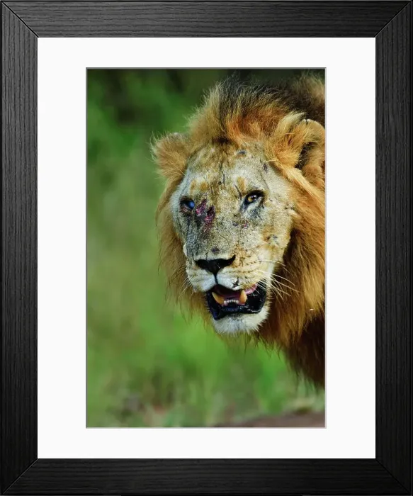 Framed Print : Lion (Panthera leo) injured in a fight with his brother