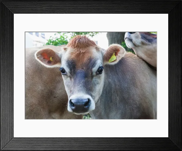 Framed Print : United Kingdon, Channel Islands