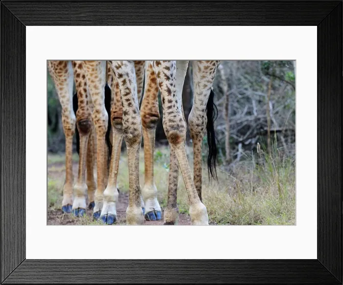 Framed Print : Detail of Giraffe (Giraffa camelopardalis) legs Framed Print : Detail of Giraffe (Giraffa camelopardalis) legs