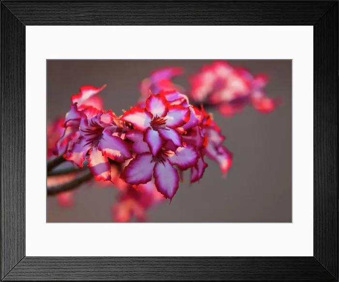 Framed Print : Impala Lily (Adenium multilorum) at Shingwedzi Camp Framed Print : Impala Lily (Adenium multilorum) at Shingwedzi Camp