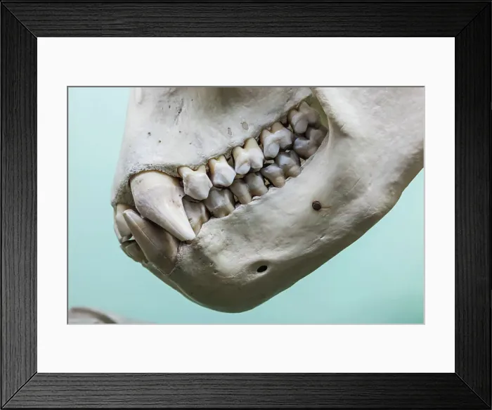 Framed Print : England, London, Forest Hill, Horniman Museum Framed Print : England, London, Forest Hill, Horniman Museum