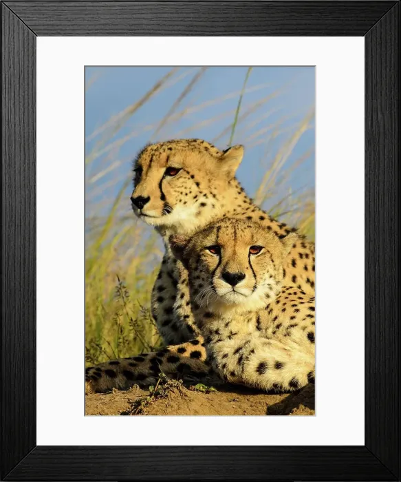 Framed Print : Cheetah (Acinonyx jubatus). Phinda / Munyawana / Zuka Game Reserve Framed Print : Cheetah (Acinonyx jubatus). Phinda / Munyawana / Zuka Game Reserve