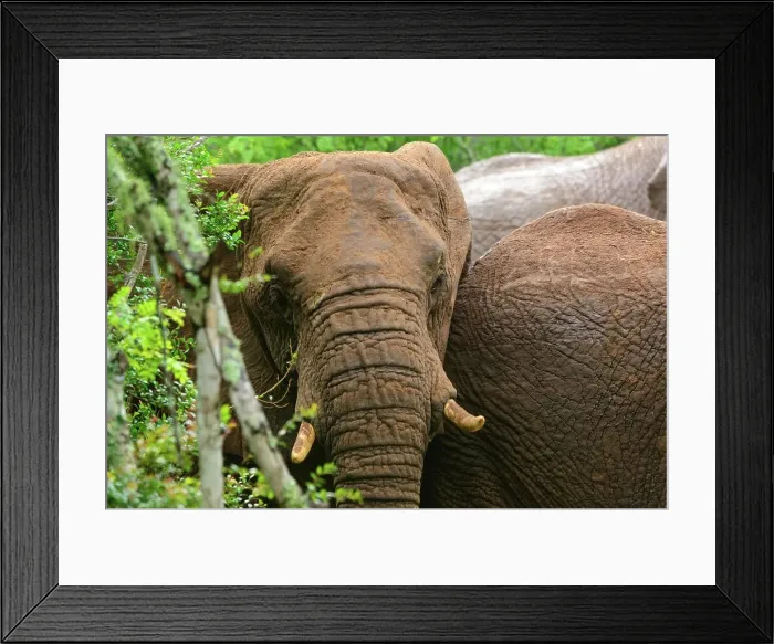 Framed Print : African bush elephant or African savanna elephant (Loxodonta africana) on the edge of Sand Forest