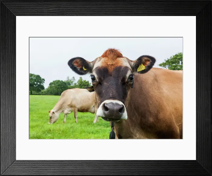 Framed Print : United Kingdon, Channel Islands