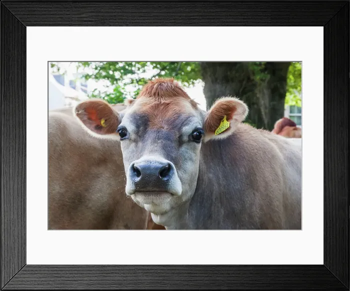 Framed Print : United Kingdon, Channel Islands Framed Print : United Kingdon, Channel Islands
