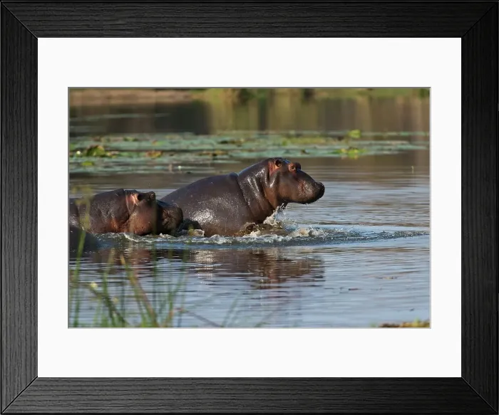 Framed Print : Hippopotamus or Hippo (Hippopotamus amphibius) attacking each other Framed Print : Hippopotamus or Hippo (Hippopotamus amphibius) attacking each other
