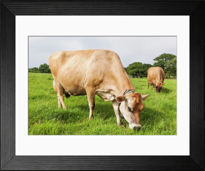 Framed Print : United Kingdon, Channel Islands