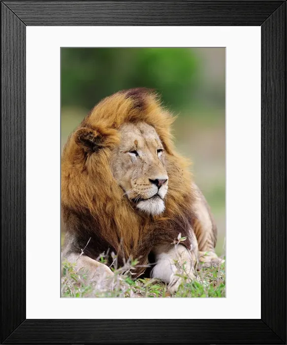 Framed Print : Lion (Panthera leo). Phinda / Munyawana / Zuka Game Reserve Framed Print : Lion (Panthera leo). Phinda / Munyawana / Zuka Game Reserve