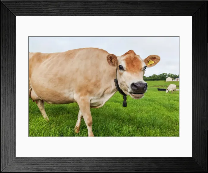 Framed Print : United Kingdon, Channel Islands Framed Print : United Kingdon, Channel Islands