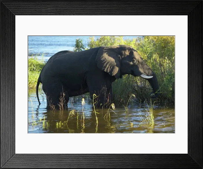 Framed Print : African elephant (Loxodonta africana) foraging Framed Print : African elephant (Loxodonta africana) foraging