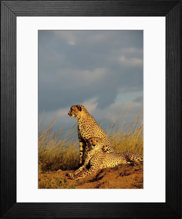 Framed Print : Cheetah (Acinonyx jubatus). Phinda  /  Munyawana  /  Zuka Game Reserve
