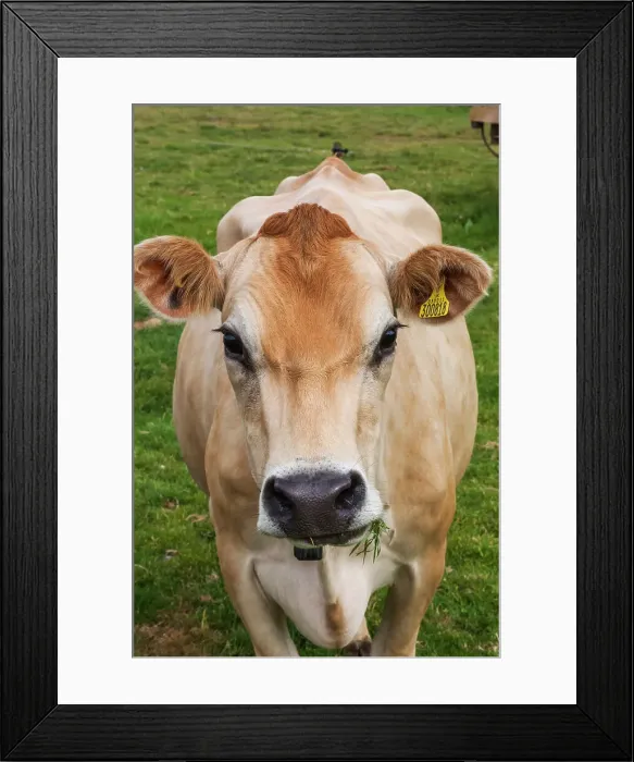 Framed Print : United Kingdon, Channel Islands Framed Print : United Kingdon, Channel Islands