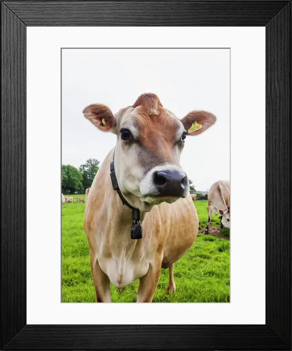 Framed Print : United Kingdon, Channel Islands