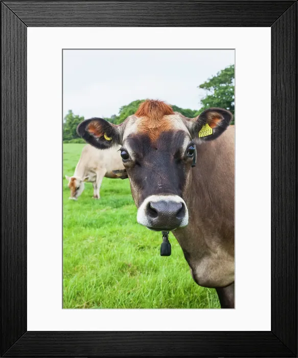 Framed Print : United Kingdon, Channel Islands Framed Print : United Kingdon, Channel Islands