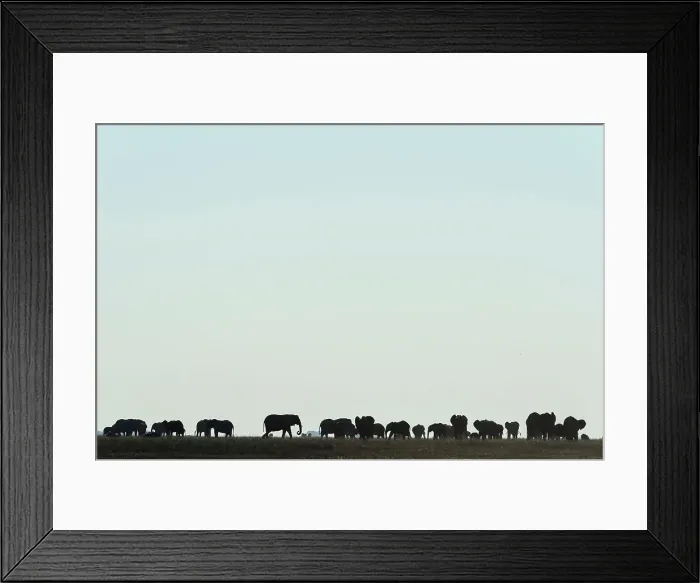 Framed Print : African bush elephant or African savanna elephant (Loxodonta africana) Framed Print : African bush elephant or African savanna elephant (Loxodonta africana)