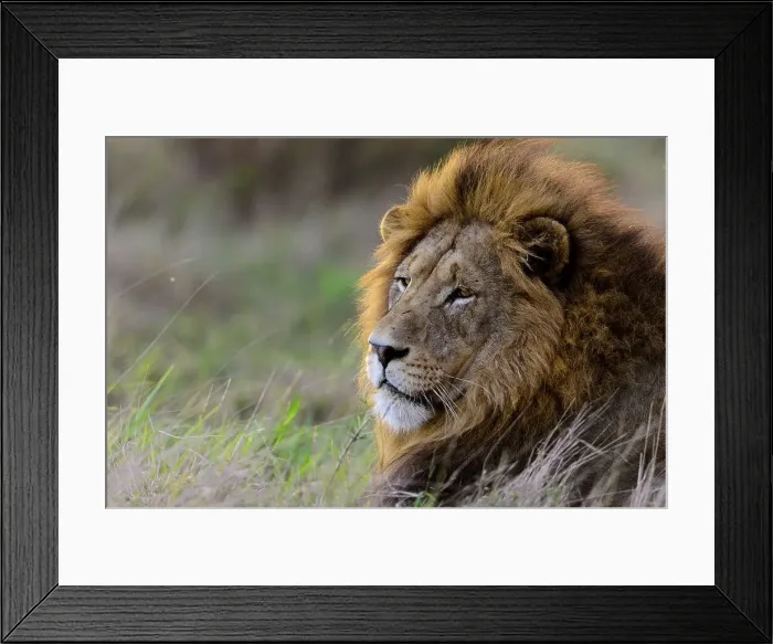 Framed Print : Lion (Panthera leo). Phinda  /  Munyawana  /  Zuka Game Reserve