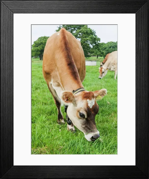 Framed Print : United Kingdon, Channel Islands Framed Print : United Kingdon, Channel Islands