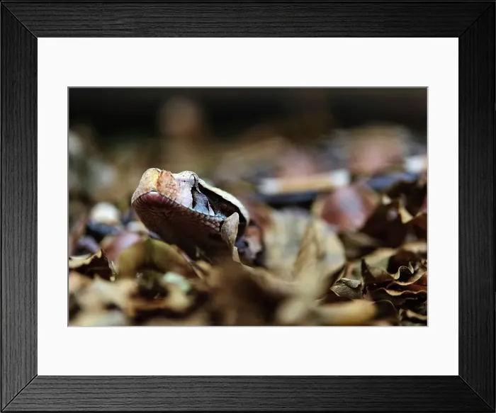 Framed Print : The Gaboon Adder (Bitis gabonica) Framed Print : The Gaboon Adder (Bitis gabonica)