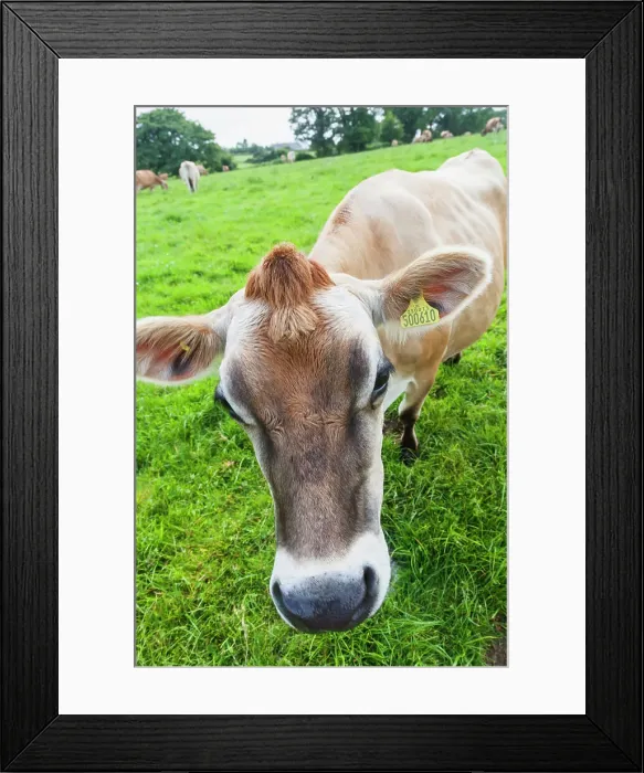 Framed Print : United Kingdon, Channel Islands Framed Print : United Kingdon, Channel Islands