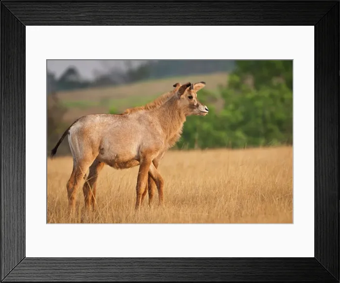 Framed Print : Roan Antelope (Hippotragus equinus) Framed Print : Roan Antelope (Hippotragus equinus)