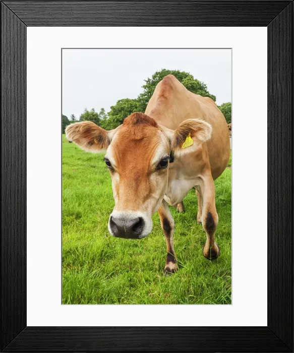 Framed Print : United Kingdon, Channel Islands Framed Print : United Kingdon, Channel Islands