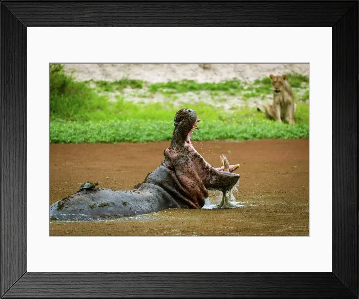 Framed Print : Hippopotamus or hippo (Hippopotamus amphibius) showing agression towsrds a lioness (Panthera leo)
