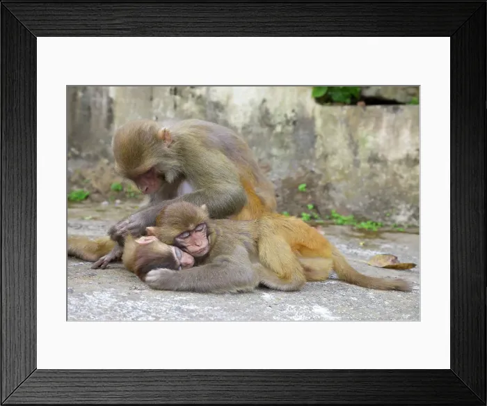 Framed Print : Monkeys grooming on steps leading to a temple Framed Print : Monkeys grooming on steps leading to a temple
