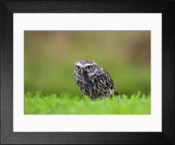 Framed Print : Close-up of a Little owl (Athene noctua) in a field Framed Print : Close-up of a Little owl (Athene noctua) in a field