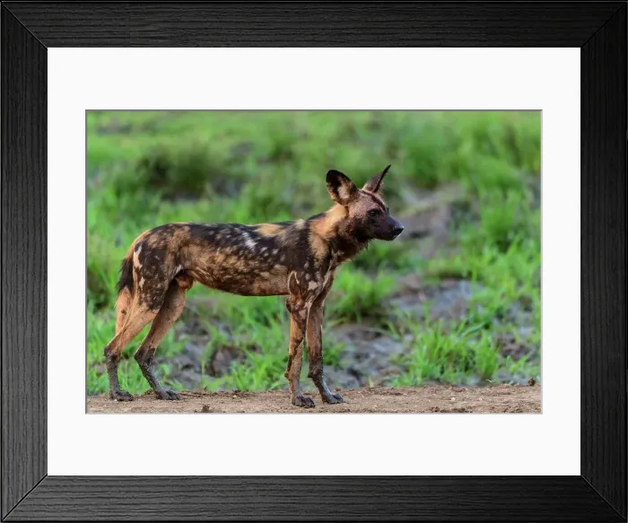 Framed Print : African wild dog (Lycaon pictus) Framed Print : African wild dog (Lycaon pictus)