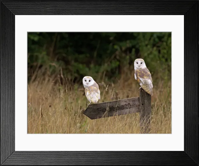 Framed Print : Barn owls (Tyto alba) perching on a wooden sign post Framed Print : Barn owls (Tyto alba) perching on a wooden sign post
