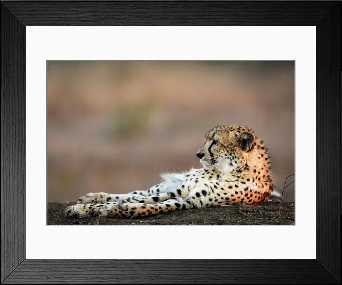Framed Print : Cheetah (Acinonyx jubatus). Phinda / Munyawana / Zuka Game Reserve Framed Print : Cheetah (Acinonyx jubatus). Phinda / Munyawana / Zuka Game Reserve