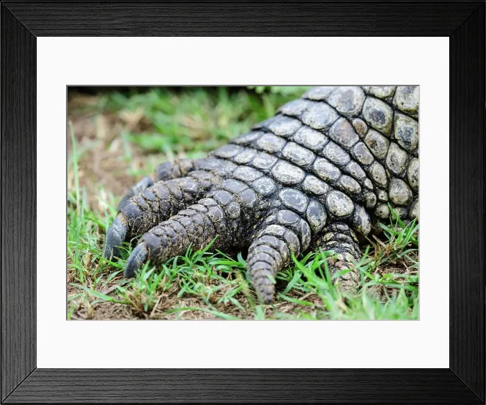 Framed Print : The Nile crocodile or Common crocodile (Crocodylus niloticus) Framed Print : The Nile crocodile or Common crocodile (Crocodylus niloticus)
