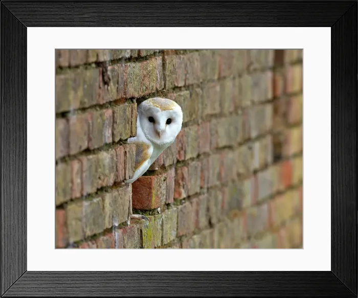 Framed Print : Barn owl (Tyto alba) looking out of a brick wall Framed Print : Barn owl (Tyto alba) looking out of a brick wall