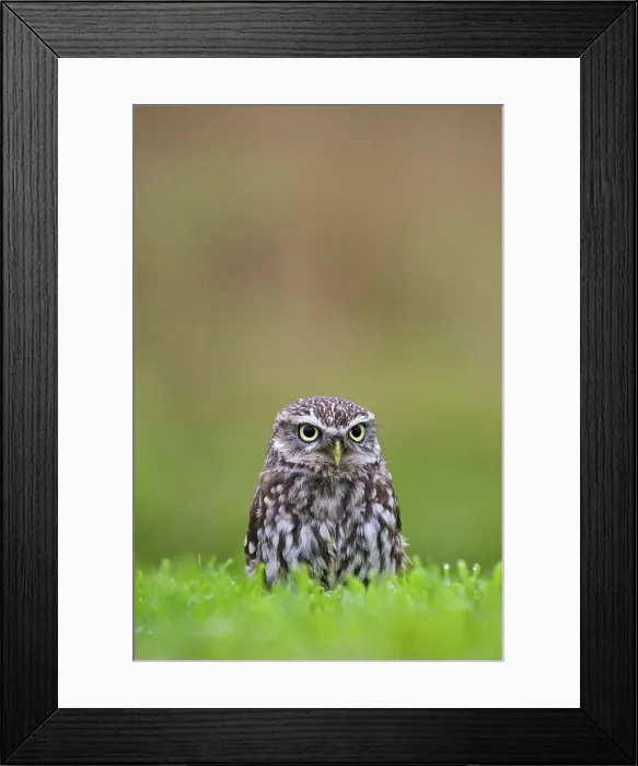 Framed Print : Close-up of a Little owl (Athene noctua) in a field Framed Print : Close-up of a Little owl (Athene noctua) in a field
