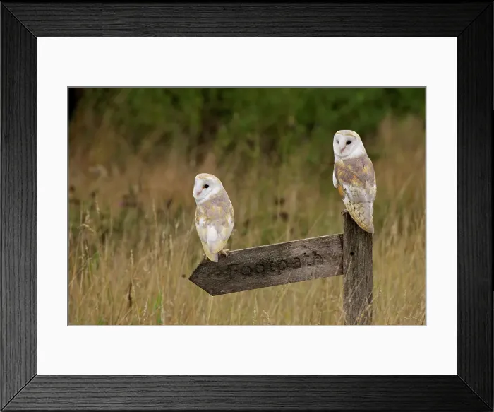 Framed Print : Barn owls (Tyto alba) perching on a wooden sign post Framed Print : Barn owls (Tyto alba) perching on a wooden sign post