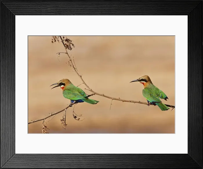 Framed Print : White-fronted Bee-eater (Merops bullockoides) Framed Print : White-fronted Bee-eater (Merops bullockoides)