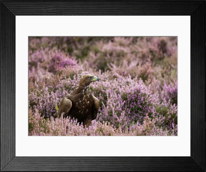 Framed Print : Golden eagle (Aquila chrysaetos) in a field Framed Print : Golden eagle (Aquila chrysaetos) in a field