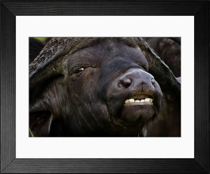 Framed Print : African buffalo, affalo, nyati Framed Print : African buffalo, affalo, nyati