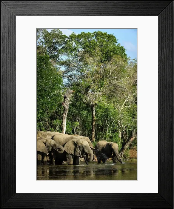 Framed Print : African bush elephant or African savanna elephant (Loxodonta africana) drinking