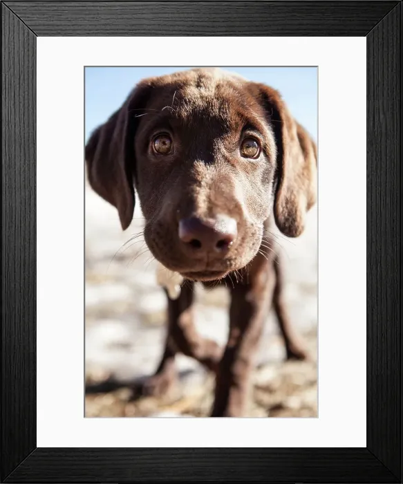 Framed Print : Chocolate Labrador puppy playing outdoors Framed Print : Chocolate Labrador puppy playing outdoors