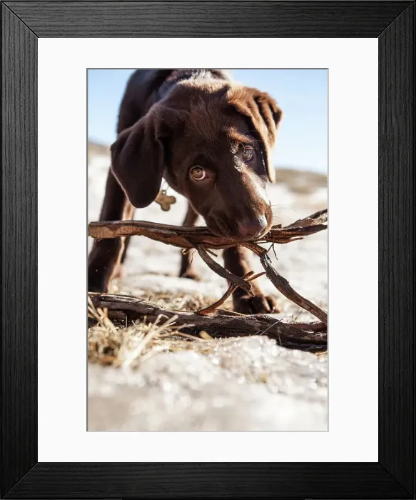 Framed Print : Chocolate Labrador puppy playing outdoors