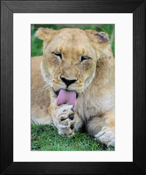 Framed Print : Lioness (Panthera leo) grooming itself (licking its paw) Framed Print : Lioness (Panthera leo) grooming itself (licking its paw)