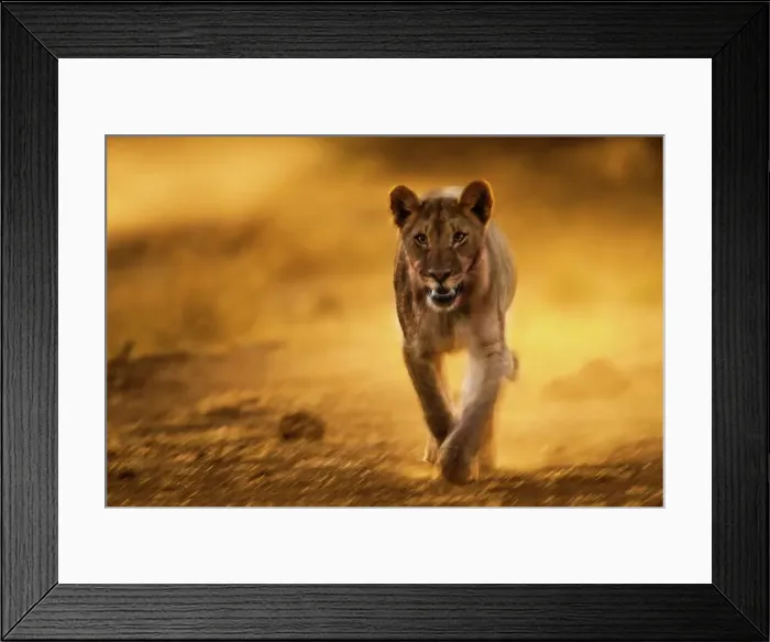 Framed Print : Lion (Panthera leo). Mashatu Game Reserve Framed Print : Lion (Panthera leo). Mashatu Game Reserve
