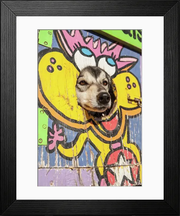 Framed Print : Siberian Husky sled dogs in travel vehicle Framed Print : Siberian Husky sled dogs in travel vehicle
