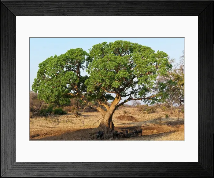 Framed Print : African buffalo, affalo or Cape buffalo (Syncerus caffer) under a ficus (Fig) tree Framed Print : African buffalo, affalo or Cape buffalo (Syncerus caffer) under a ficus (Fig) tree