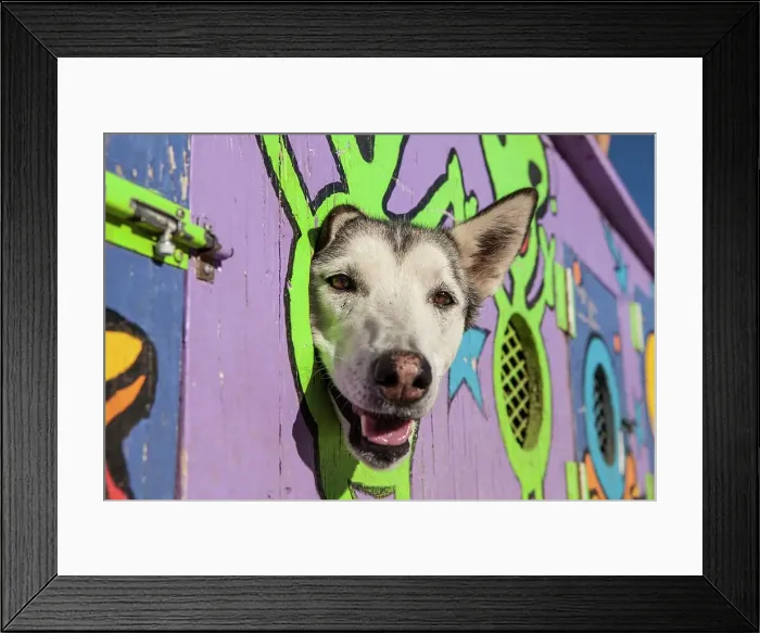 Framed Print : Siberian Husky sled dogs in travel vehicle Framed Print : Siberian Husky sled dogs in travel vehicle