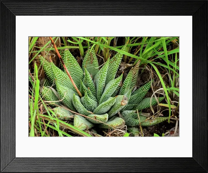 Framed Print : Harwarthia limifolia subsp ubomboensis Framed Print : Harwarthia limifolia subsp ubomboensis
