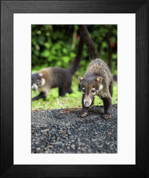 Framed Print : Two White-Nosed Coati (Nasua narica) in a forest Framed Print : Two White-Nosed Coati (Nasua narica) in a forest
