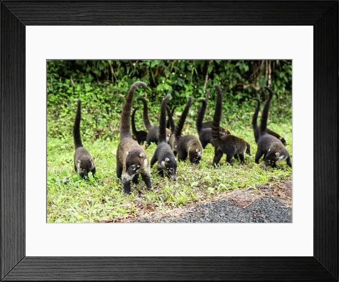 Framed Print : White-Nosed coati (Nasua narica) in a forest Framed Print : White-Nosed coati (Nasua narica) in a forest